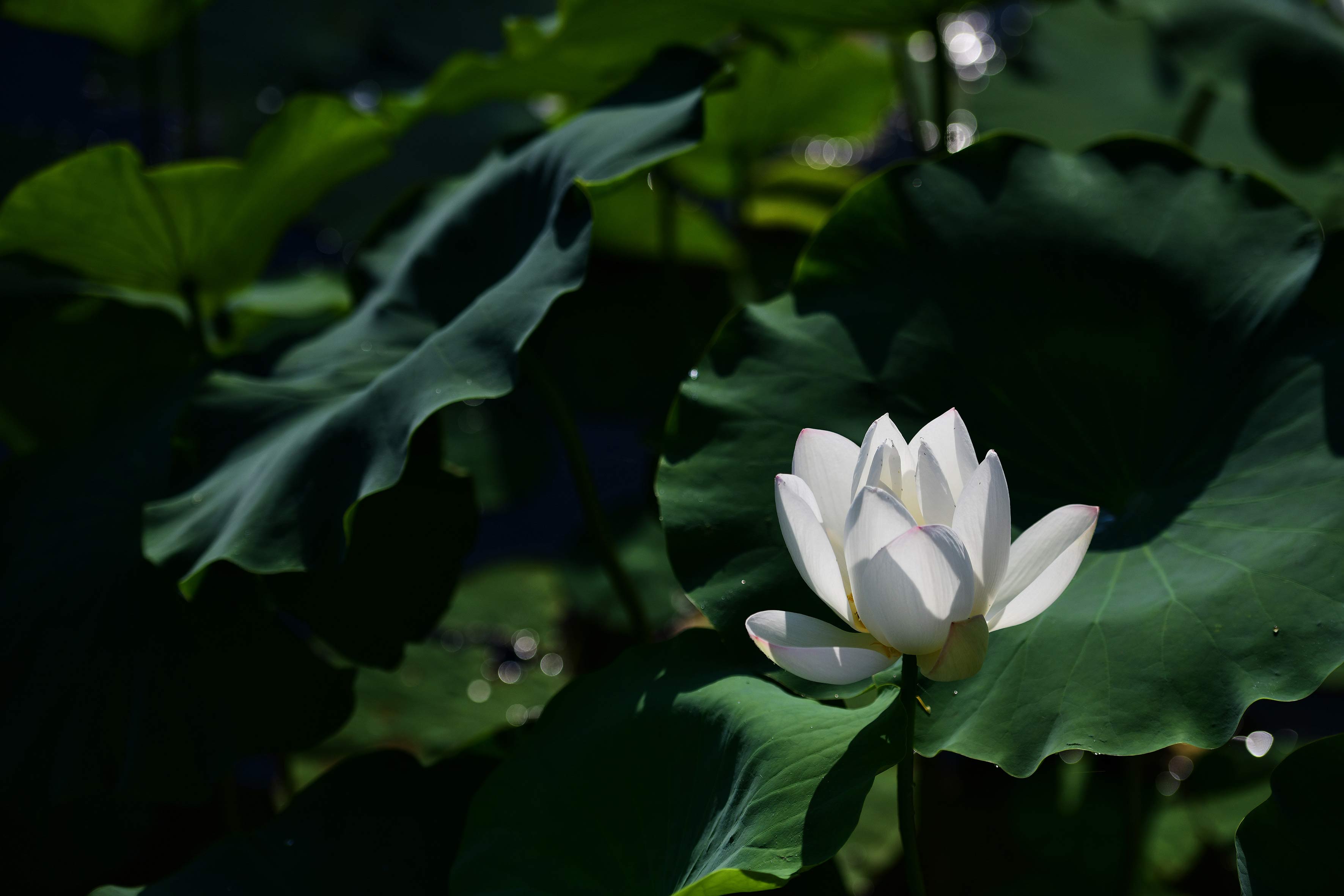 稻發(fā)公司黨支部-朱翔.jpg
